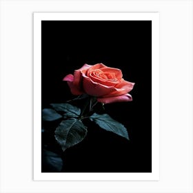 Rose On Black Background 2 Art Print