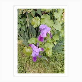 Purple Iris Art Print