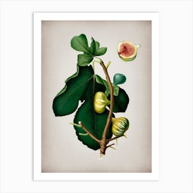 Vintage White Peel Fig Botanical on Parchment n.0032 Art Print