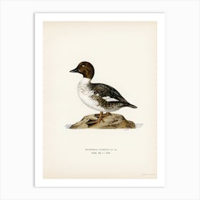 Goldeneye Male, The Von Wright Brothers Art Print