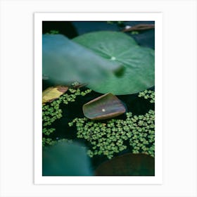 Water Lily 1 Art Print