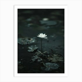 Lotus Flower 30 Art Print