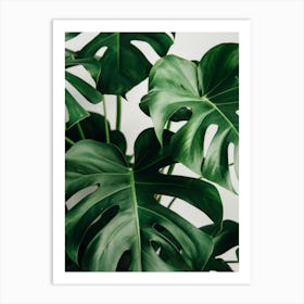 Monstera Plant 4 Art Print