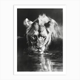 African Lion Charcoal Drawing Drinking From A Watering Hole 3 Art Print