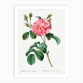 Ever Blowing Rose, Pierre Joseph Redoute Art Print