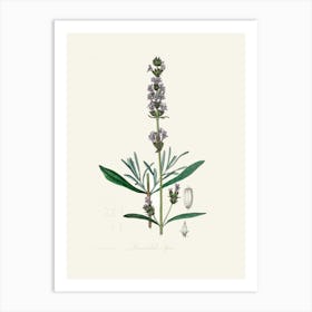 Vintage Botanical John Stephenson and James Morss Churchill Art Print _2731673 Art Print