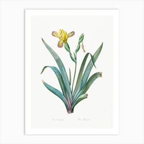 Hungarian Iris, Pierre Joseph Redoute Art Print