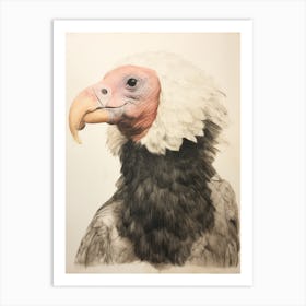 Vintage Bird Drawing California Condor 1 Art Print