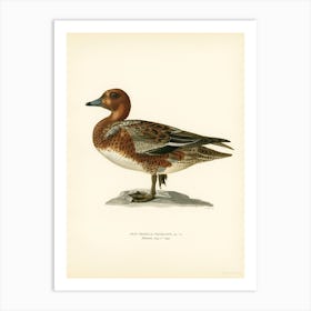 Eurasian Wigeon Male, The Von Wright Brothers Art Print