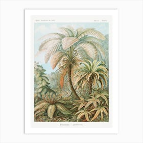 Chaetopoda–Borstenwürmer, Ernst Haeckel Art Print