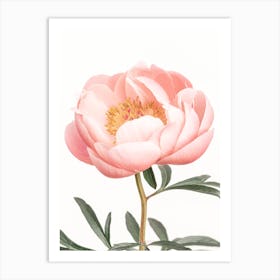 Coral Peony Art Print