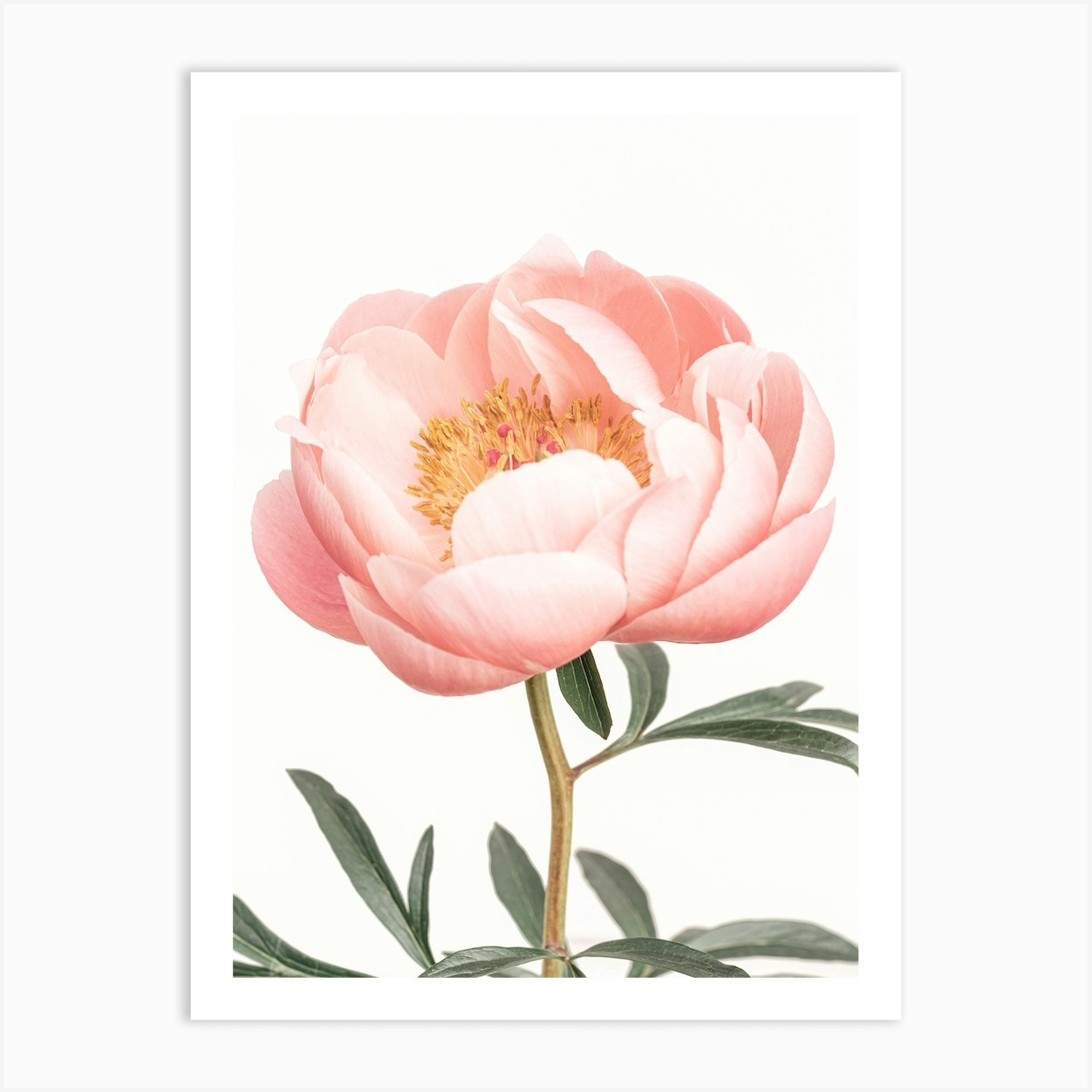 Pink Peonies print by Sisi And Seb