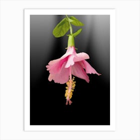 colord Hibiscus Flower Art Print