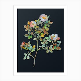 Vintage Rose Corymb Botanical Watercolor Illustration on Dark Teal Blue n.0296 Art Print
