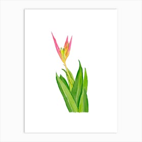 Vibrant pink and green Heliconia Tropical Flower and leaves in Watercolor 2 Art Print