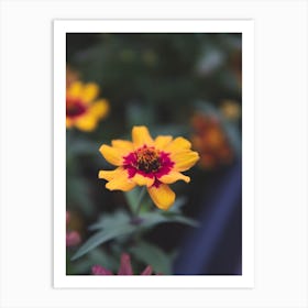 Zinnia Flower Art Print