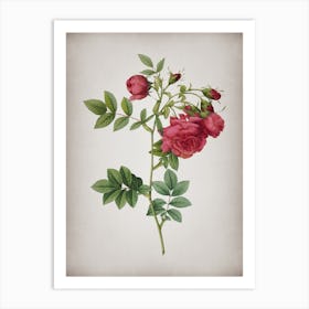 Vintage Turnip Roses Botanical on Parchment n.0186 Art Print