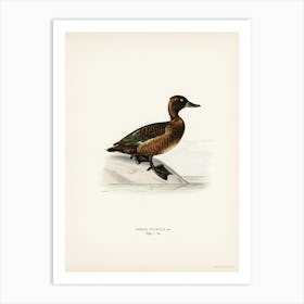 Ferruginous Duck Female, The Von Wright Brothers Art Print