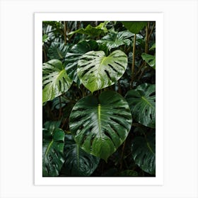 Monstera Leaf Art Print