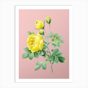 Vintage Yellow Rose Botanical on Soft Pink n.0129 Art Print