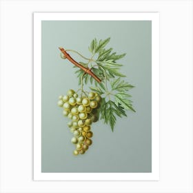 Vintage Grape Vine Botanical Art on Mint Green n.0333 Art Print