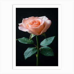 Pink Rose Isolated On Black Background 14 Art Print