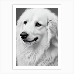 Kuvasz B&W Pencil Dog Art Print