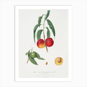 Walnut Peach (Persica) From Pomona Italiana (1817 1839), Giorgio Gallesio Art Print