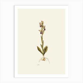 Orchid 2 Art Print