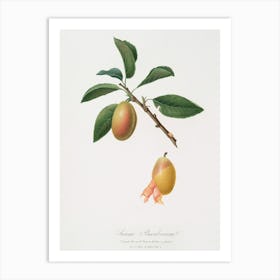 Armenian Plum (Prunus Armeniaca) From Pomona Italiana (1817 - 1839), Giorgio Gallesio Art Print