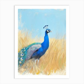 Peacock Walking Through The Grass 2 Art Print