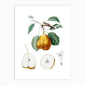 Vintage Pear Botanical Illustration on Pure White n.0030 Art Print