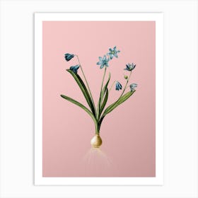 Vintage Scilla Amoena Botanical on Soft Pink n.0003 Art Print