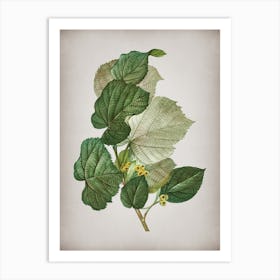 Vintage Linden Tree Branch Botanical on Parchment n.0102 Art Print