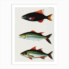 Anchovy Vintage Poster Art Print