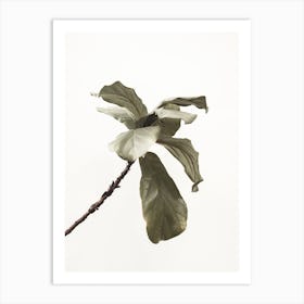 Fiddle Fig Art Print