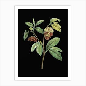 Vintage Papaw Tree Branch Botanical Illustration on Solid Black n.0975 Art Print