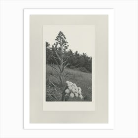 Queen Annes Flower Photo Collage 1 Art Print