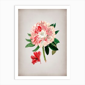 Vintage Rhododendron Flower Botanical on Parchment n.0040 Art Print