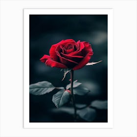 Rizwanakhan Rose Flower Black Background Ultra Hd 8k Ar 916 Bdd26daa Bc8a 45d2 8698 F0be1f24f0d0 1 Art Print