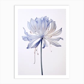 Pressed Flower Botanical Art Agapanthus 2 Art Print