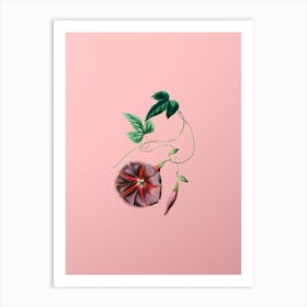 Vintage Male Jalap Flower Botanical on Soft Pink n.0165 Art Print