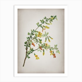 Vintage Caragana Sinica Botanical on Parchment n.0291 Art Print