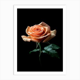 Peach Rose 19 Art Print