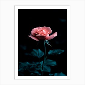 Pink Rose 19 Art Print