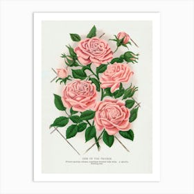 Vintage Botanical Pink Rose, Gem of the Prairie Lithograph Art Print _2697924 Art Print