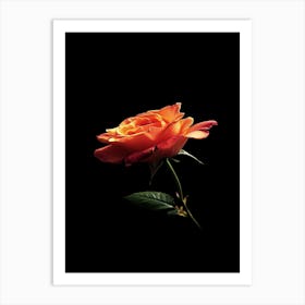 Orange Rose On Black Background 8 Art Print