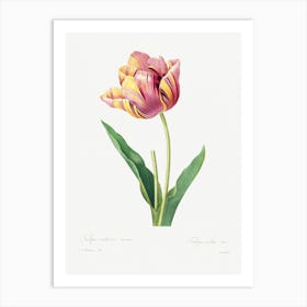 Tulip, Pierre Joseph Redoute Art Print