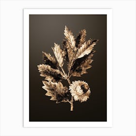 Gold Botanical Valonia Oak on Chocolate Brown n.2417 Art Print
