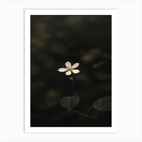 Small Flower In Water Art Print